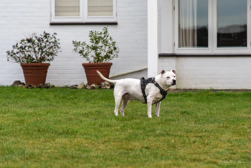 A picture showing Shaka, a 14 year old, white Staffordshire terrier