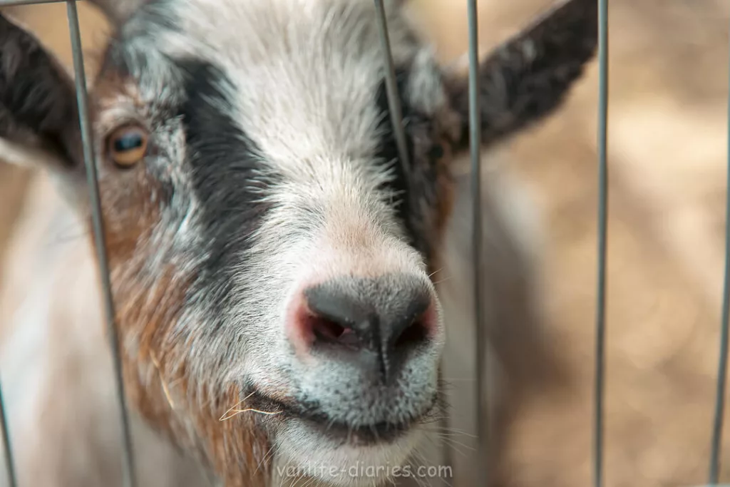 Closeup headshot of a pygmy goat