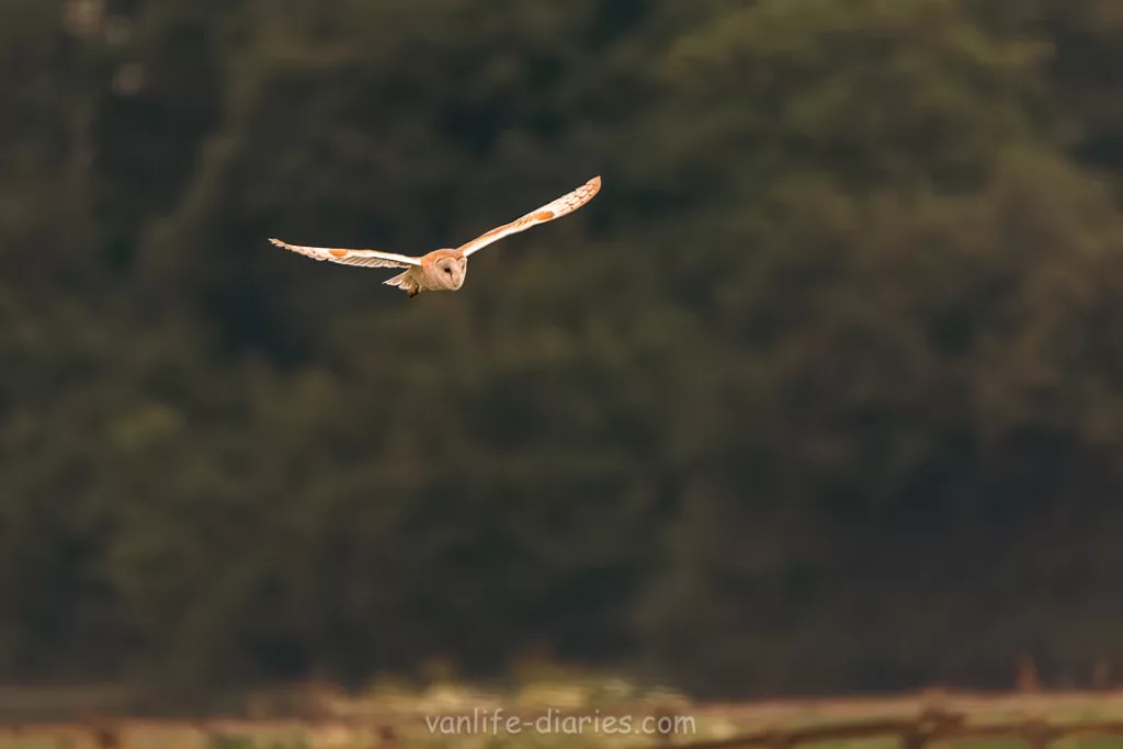 Barn owl in flight