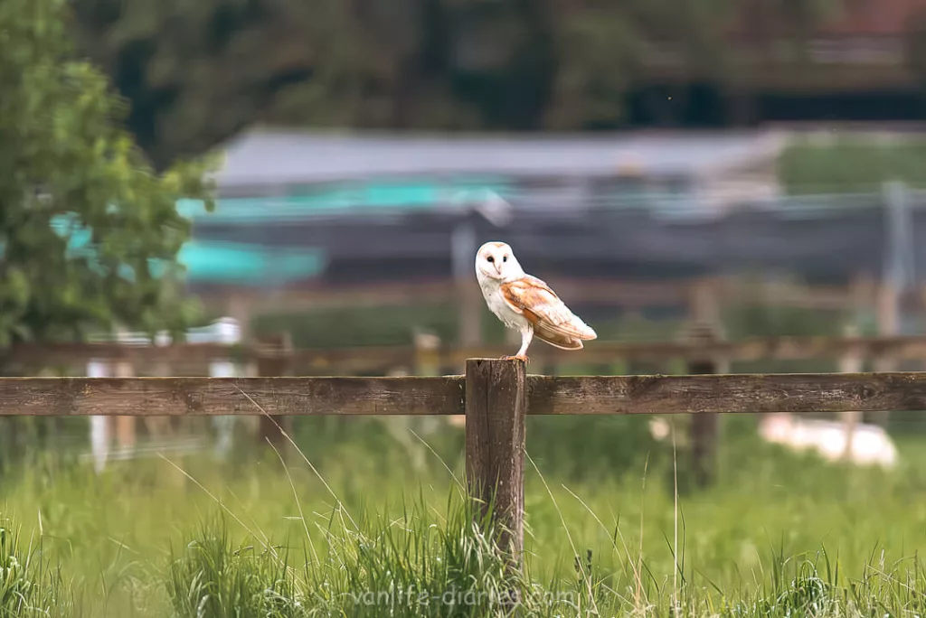 Perched wild barn owl