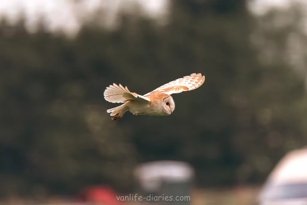 Barn owl gliding