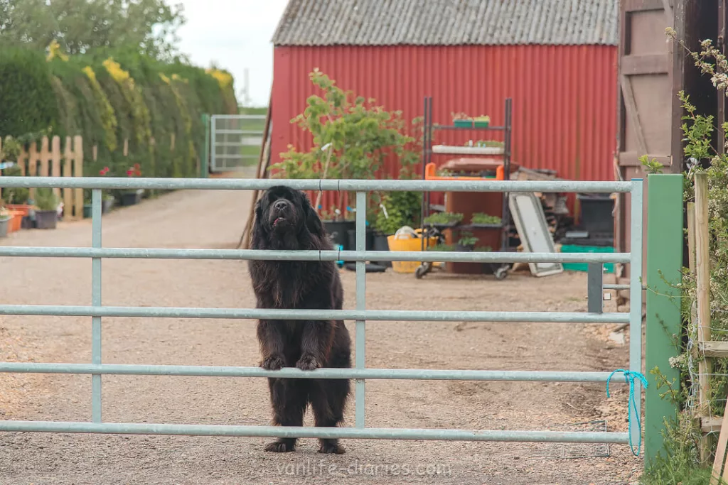 Molly the Newfoundland