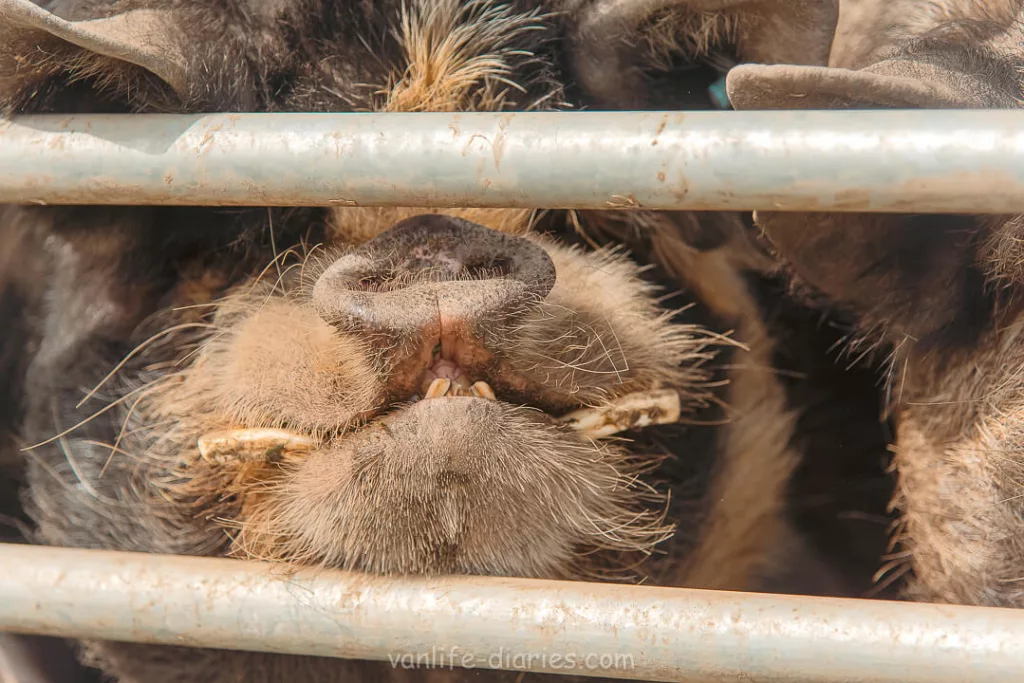 Closeup of a pigs face
