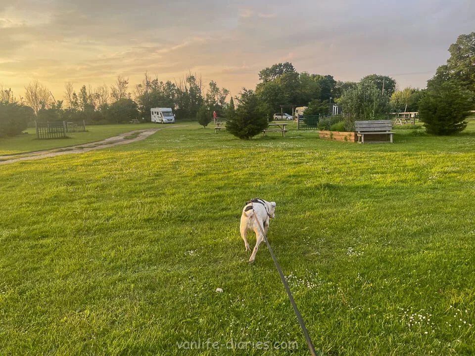 Shaka the Staffordshire Terrier