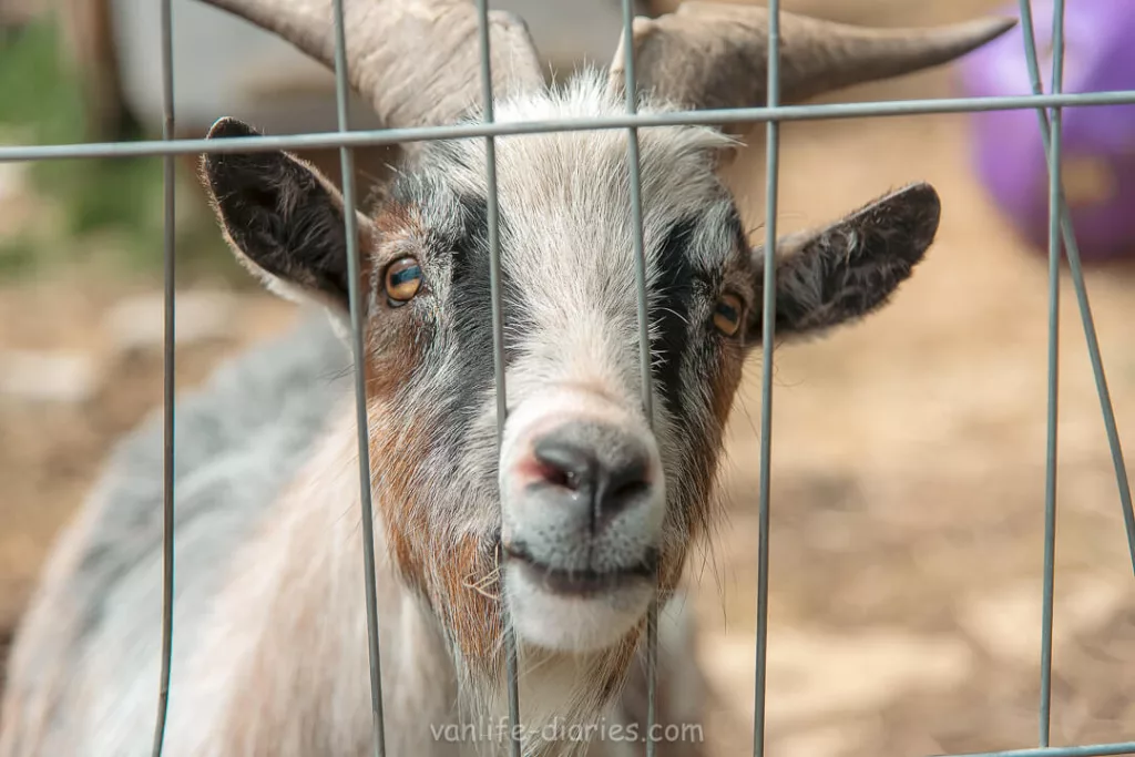 Trigger the pygmy goat